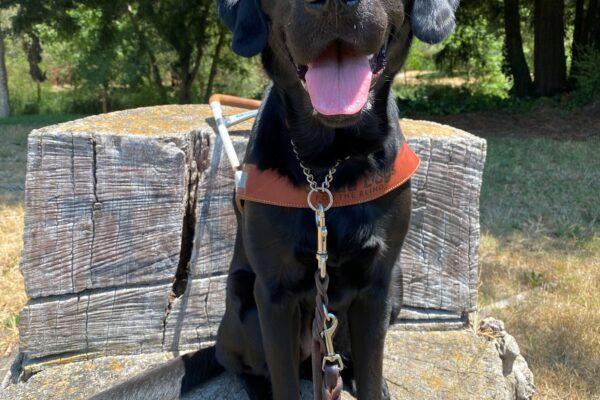 Tawny is wearing her harness while sitting on top of a tree stump (that has been carved out into a shape of a chair). She is looking at the camera with a happy expression. There are trees in the background.