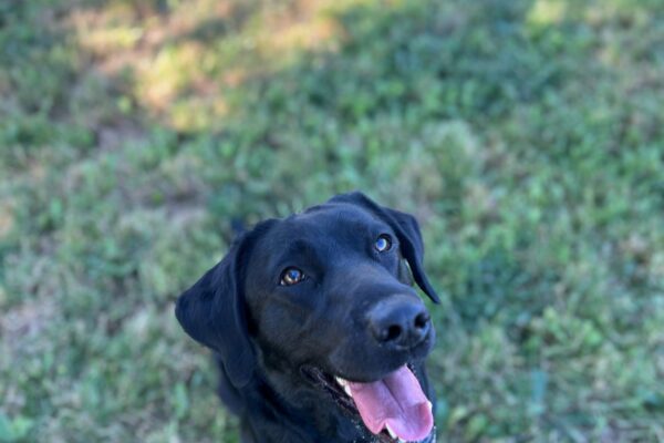 Wiki sits in a big grassy field. Her mouth is open in a happy smile. She is looking off towards the right of the camera. The camera angle is looking down on her so mostly just her head is in view