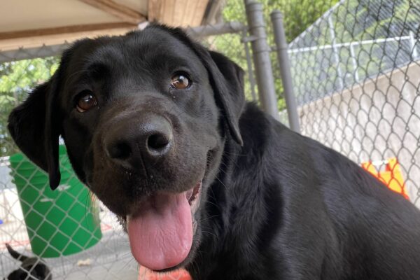 Arcade, a female black lab, sits atop a plastic play structure in one of our community run areas. She wears a goofy expression and her tongue hangs out of her mouth.
