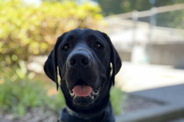 Dusty, a female black lab, is sitting in front of a planter on the Oregon Campus. She is wearing her leather GDB harness and looking very beautiful. The background is blurred, but some foliage and a concrete pathway is discernable.