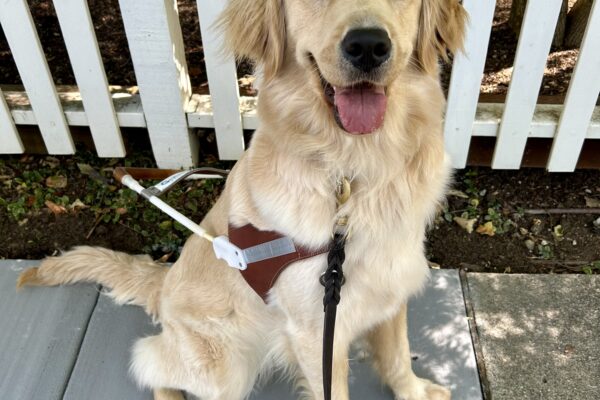 Sandra sits in harness in front of a white picket fence. She is looking at the camera with her mouth open and a joyful look on her face.