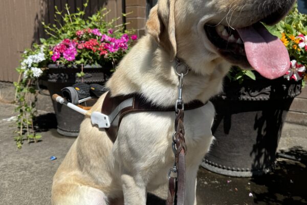 Fresco sits in harness, basking in the sun. His tongue is out and behind him are large flower pots filled with bright, colorful flowers.