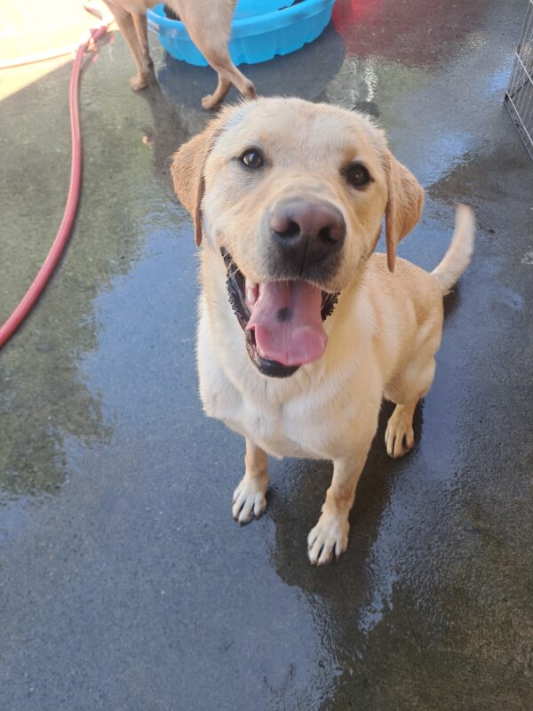 Yellow lab (Williams) sits in front of a play structure with a big smile on his face.