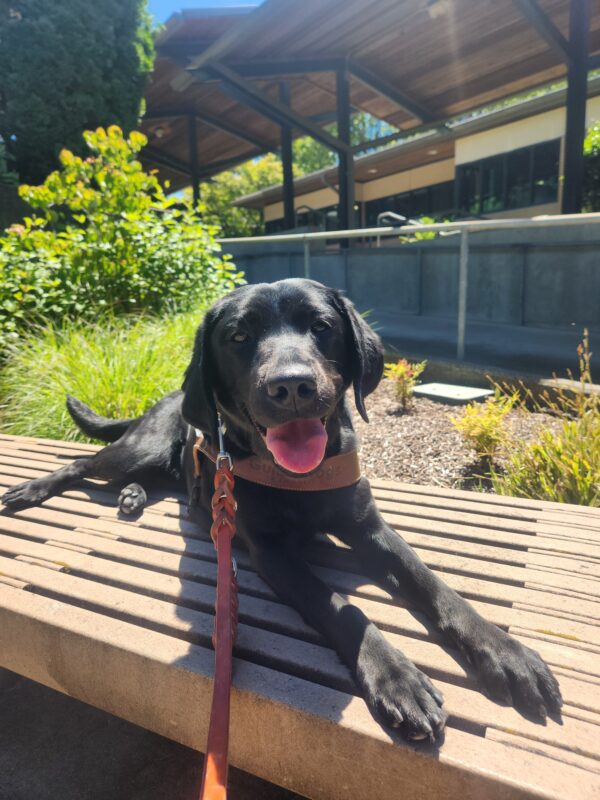 Viana lies down, in harness, on a wooden bench on the Oregon campus. She is facing the camera with her tongue sticking out slightly. Pictured in the background are various green foliage planted in bark chips.