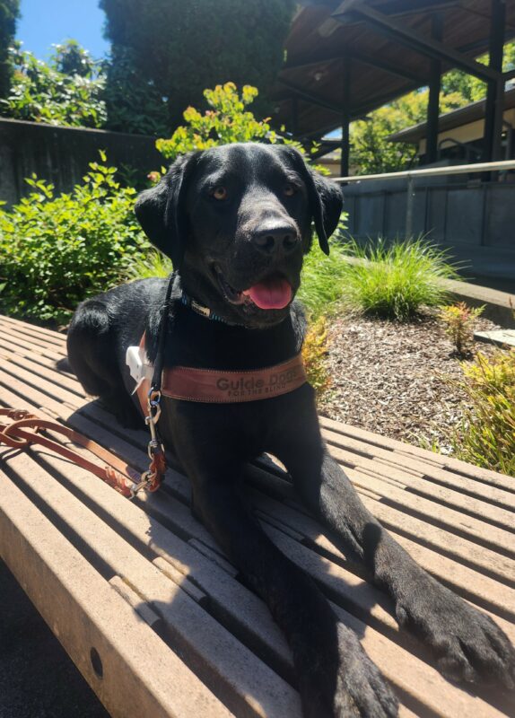 Freddy lies down, in harness, on a wooden bench on the Oregon campus. He is facing the camera with his tongue sticking out slightly. Pictured in the background are various green foliage planted in bark chips.