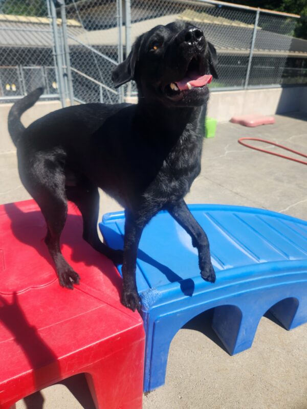 Freddy is photo-captured, mid-play on blue and red playground equipment in community run. He wears an excited expression with his mouth open, tongue out, and left leg slightly raised in the air. He is looking above the camera.