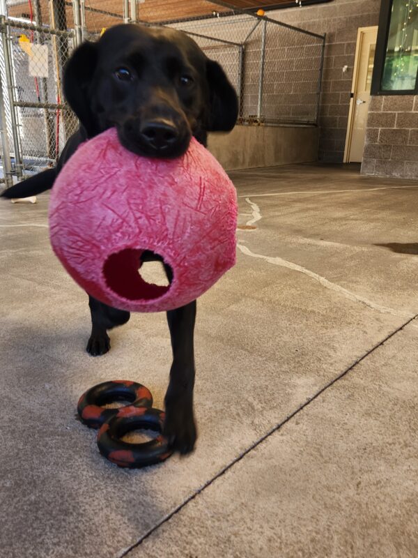 Viana is pictured running towards the camera with a red Jollyball in her mouth. Her ears are slightly splayed open in excitement as she runs. Pictured beneath her feet is a black and red figure 8 tug toy.