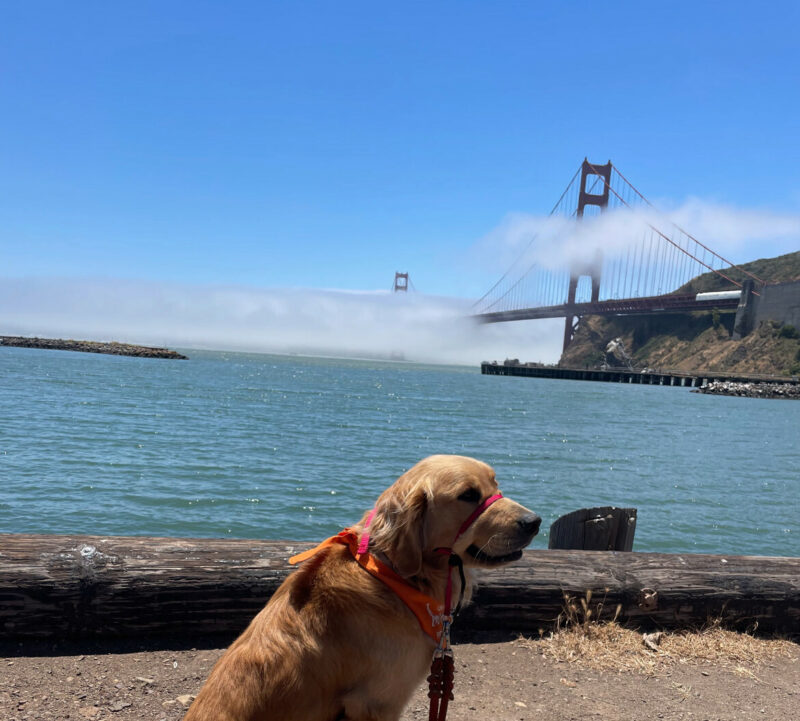 Willard poses in front of the Golden Gate bridge on a slightly foggy day. He is wearing a red gentle leader and an orange bandana while looking off into the distance. Blue ocean and blue skies line the background along with the Golden Gate Bridge.