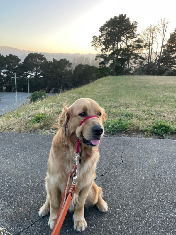 Willard poses while out on a walk at sunset. Green rolling hills and trees line the background. He is wearing a red gentle leader and looking off to the side of the camera.