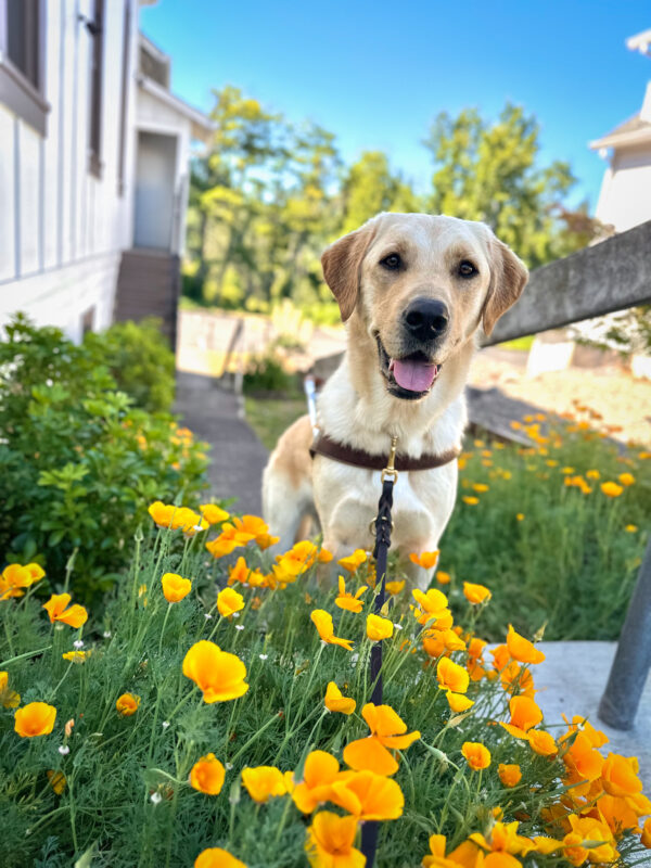 Tall, short-coated Golden x Labrador Retriever cross Roman stand on stairs that are lined with orange California poppies. The poppies fill the foreground. Roman’s tongue is out and he wears a leather guide dog harness and leash. A blue sky and white building are in the background.