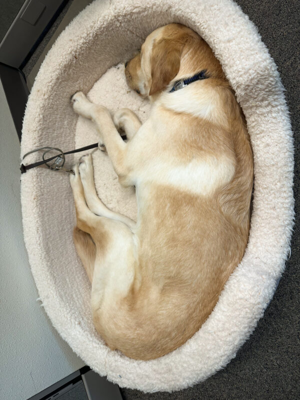 Roman is curled up and snoozing in a giant fleece couch-style bed.