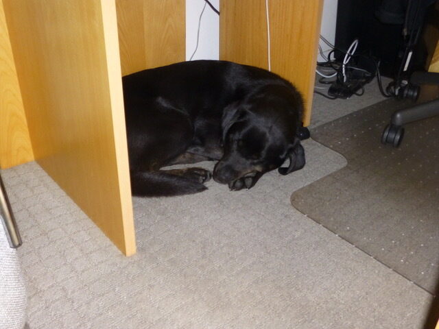 Genie lies under a desk, curled up fast asleep.