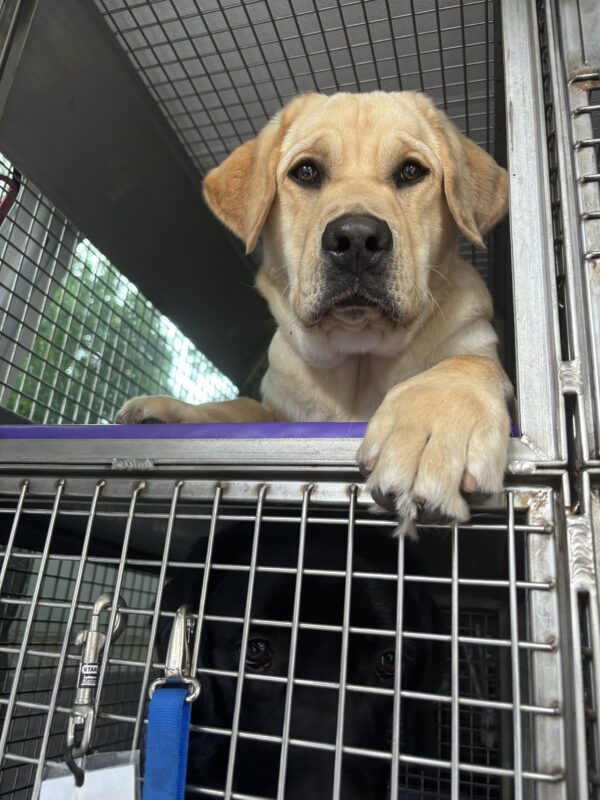 A yellow lab looks down to the camera with an inquisitive look on his face. He is laying in his metal crate with front paws outstretched in a training van.