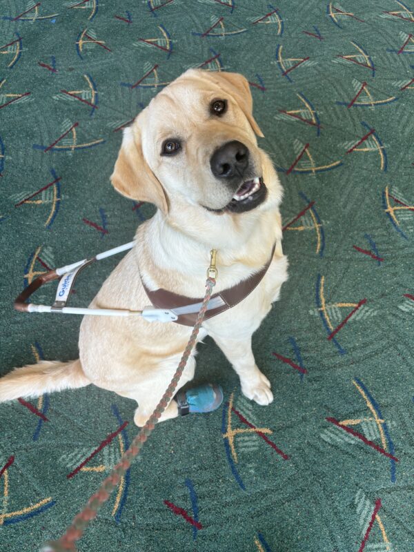 A yellow lab in harness and blue booties looks up at the camera. He is sitting on the famous Portland International Airport carpet that is light blue with darker colored designs.