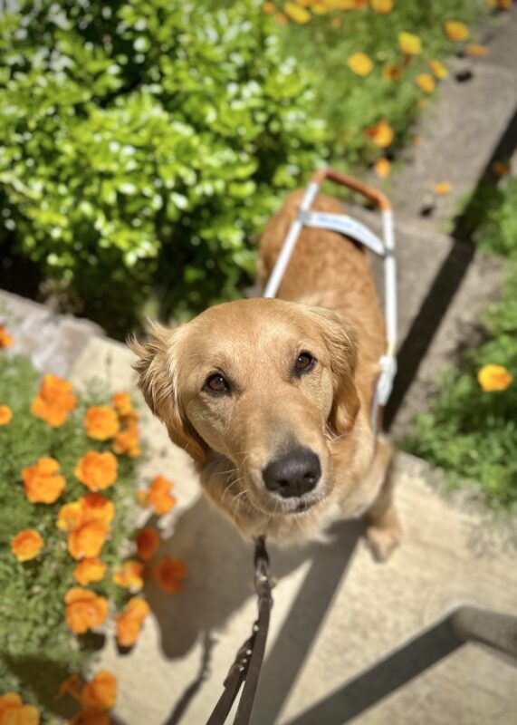 Long-coated Golden x Labrador cross Moon has her front paws up on stairs that are surrounded by orange California poppies and green foliage. She is wearing a leather guide dog harness and leash.