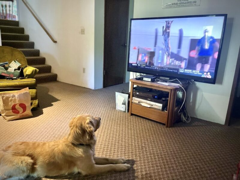 Moon lies on carpet watching a dog mid jump while dock diving on a TV.
