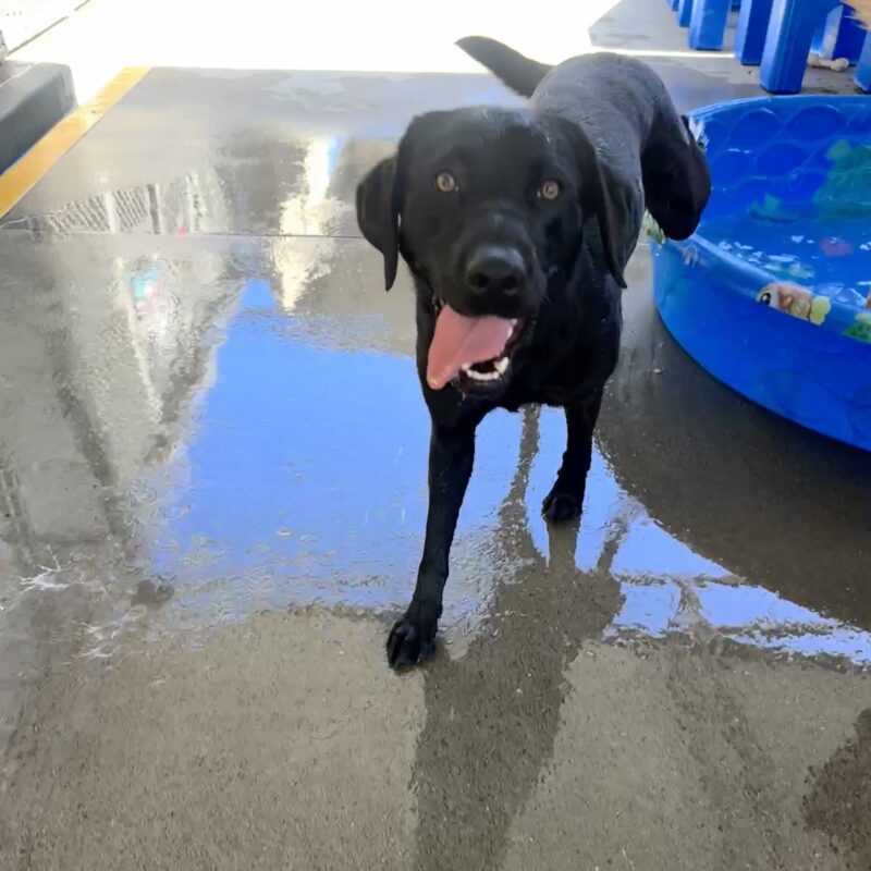 Carly walking out of a blue kid pool with her tongue out.