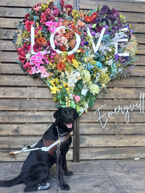 Irva sitting in her harness in front of a heart made up of colorful flowers with the word 