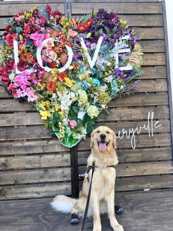 Mars sitting in his harness in front of a heart made up of colorful flowers with the word 