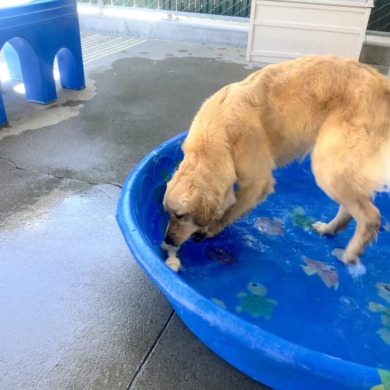 Mars in a blue kid pool playing with a Nylabone.
