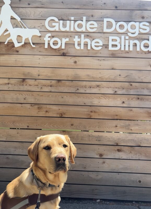 A yellow lab in harness sits in front of a wooden wall with the words Guide Dogs for the Blind and logo.