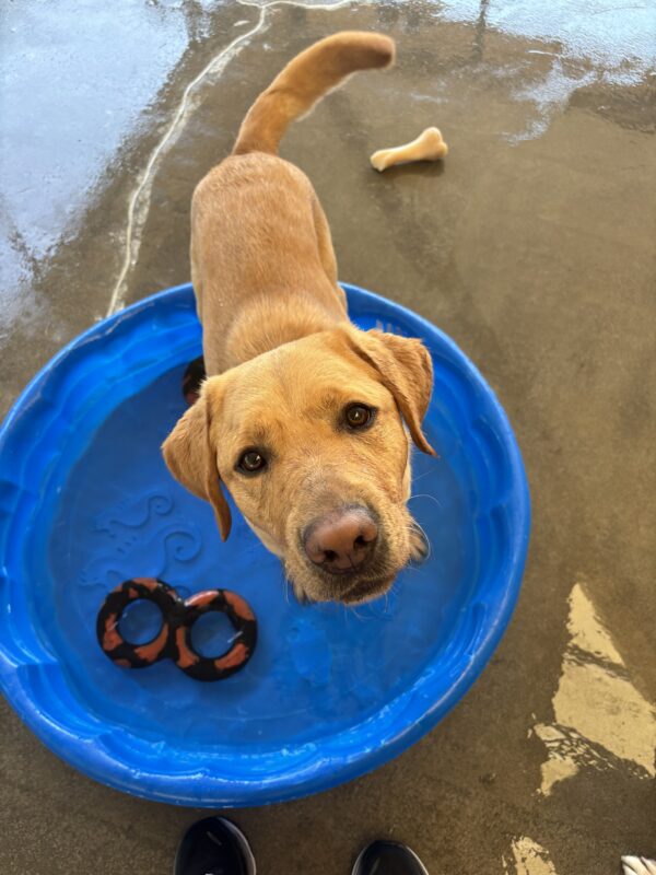 Yellow lab looks up into the camera as he stands inside a blue kiddie pool filled with water. A black figure eight toy is in the water.