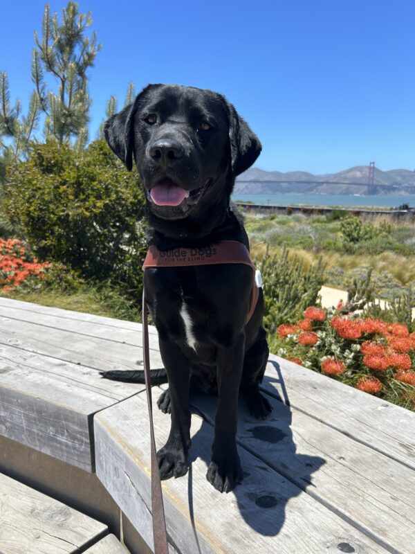 Matrix is sitting on a wooden bench wearing a guide dog harness. Behind him is a garden of native California plants and in the distance is the Golden Gate bridge.