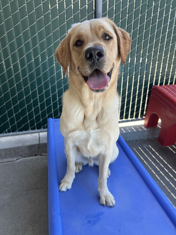 Huxley is sitting on a blue play structure in the community run yard. He is looking at the camera with a slight head tilt and his mouth is open in a smile.