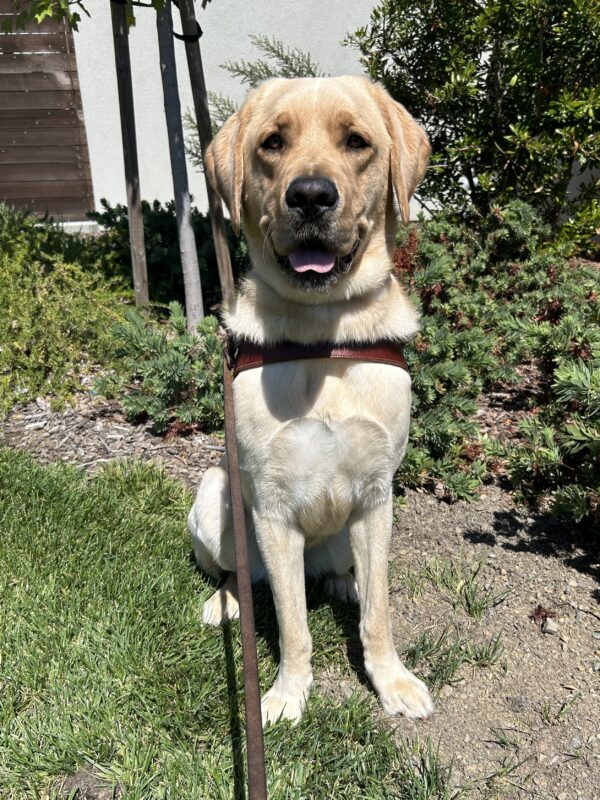 Huxley is sitting in the grass wearing a guide dog harness. Behind him is a garden of green shrubs.