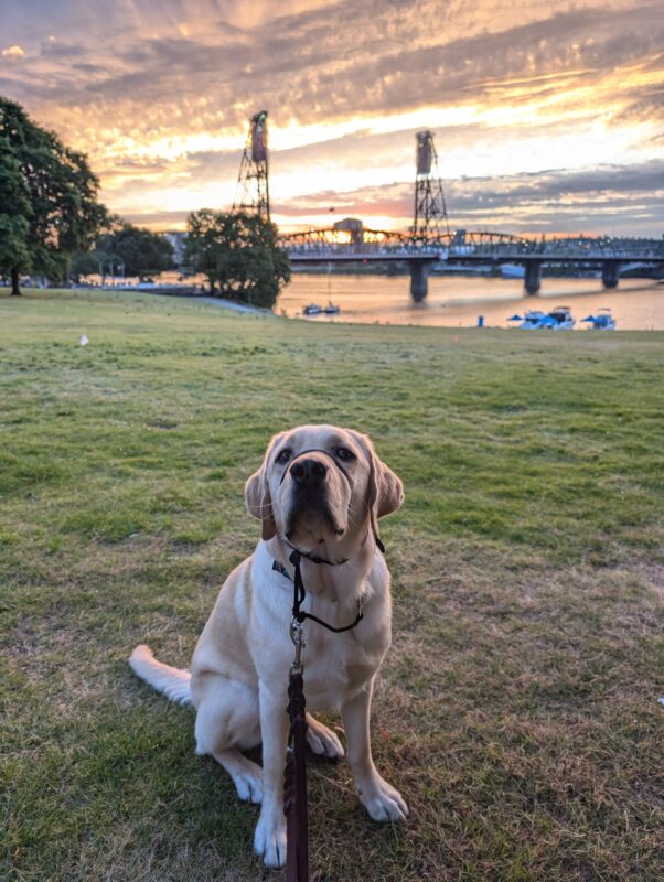 Powers, a male yellow lab, sits in a grass field, pointing his nose up towards the camera. He wears a black gentle leader across his nose. In the background, several bridges span across a wide river scattered with boats, with a vibrant orange and yellow cloudy sunset behind it.