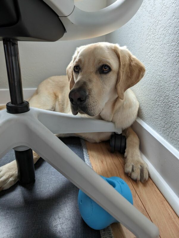 Powers, a male yellow lab, lays in the corner of a residential room on the legs of an office desk chair. A light blue