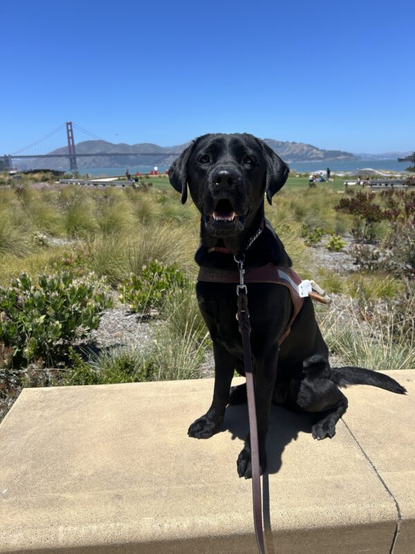 Sunday is sitting on a wooden bench wearing a guide dog harness. Behind him is a garden of native California plants and in the distance is the Golden Gate bridge.
