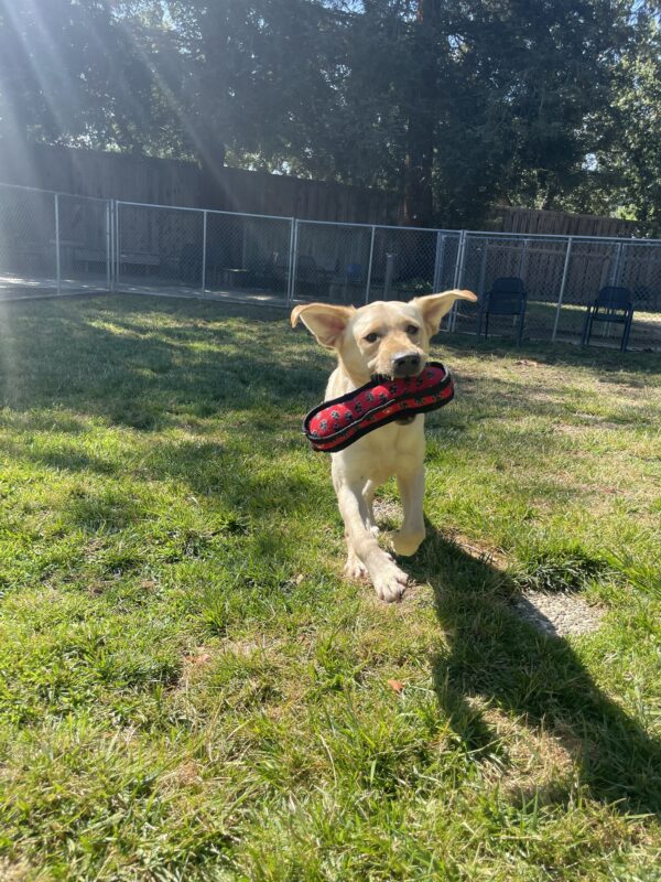 Desmond is captured playing in one of the fully enclosed grass paddocks. He is pictured mid leap with his ears flapped out to the side, front legs outstretched, and a red soft toy in his mouth.