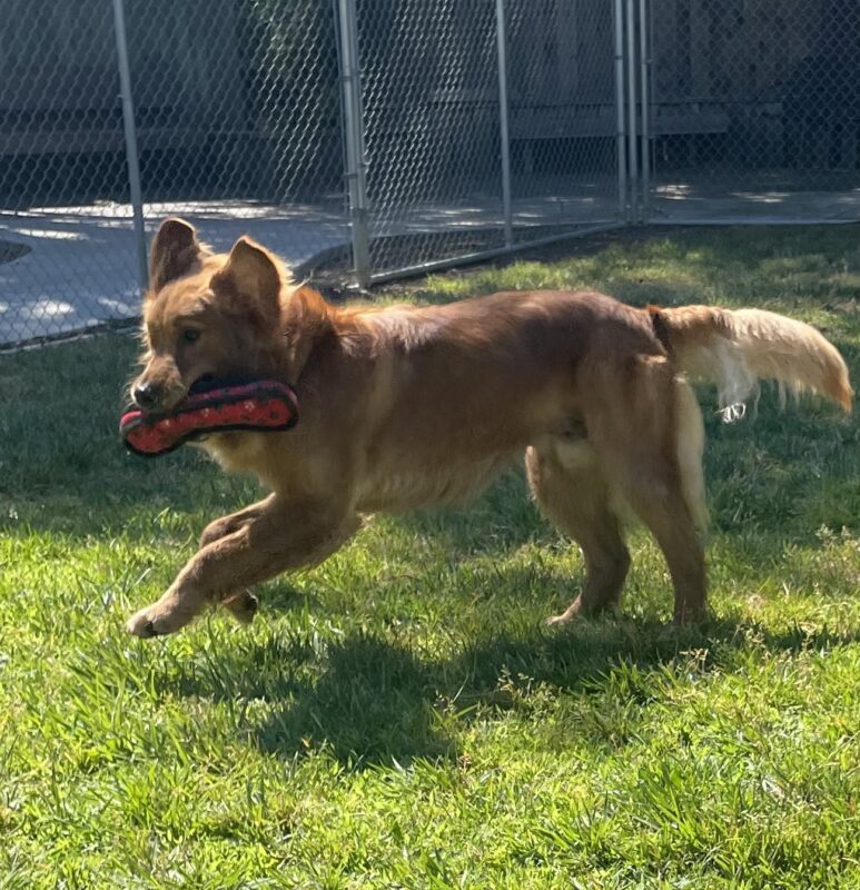 Pacino is pictured mid leap in one of our fully enclosed grass paddocks. His ears are flapped out to the side and he is holding a red soft toy.