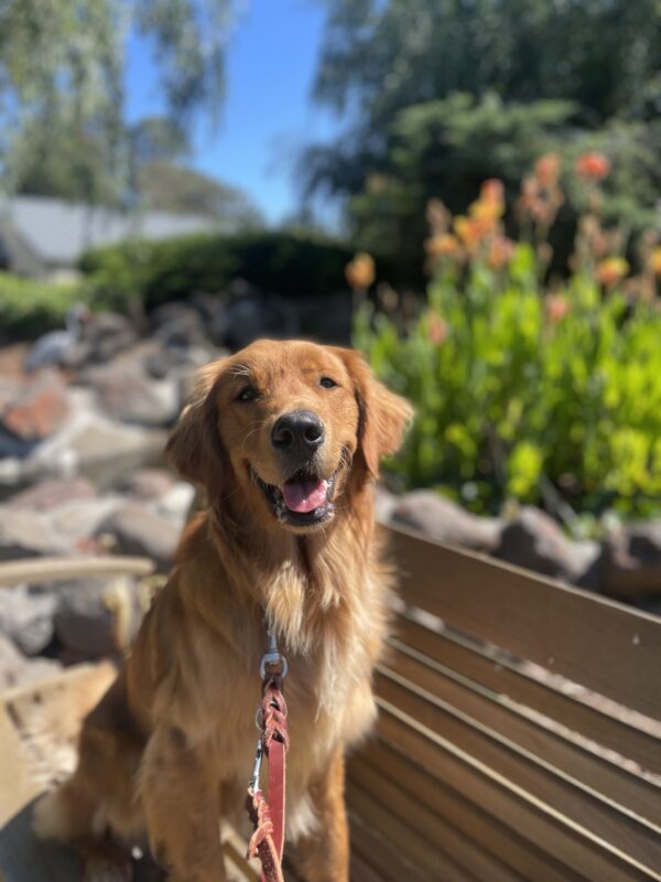 Pacino poses on a wooden bench in front of a pond. He is looking directly at the camera with a big, open mouth smile. Various green foliage and blue skies line the background.