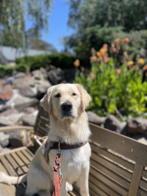 Laguna is pictured sitting on a wooden bench in front of a pond wearing her leather GDB harness. She is looking directly at the camera. Various green foliage and blue skies line the background.