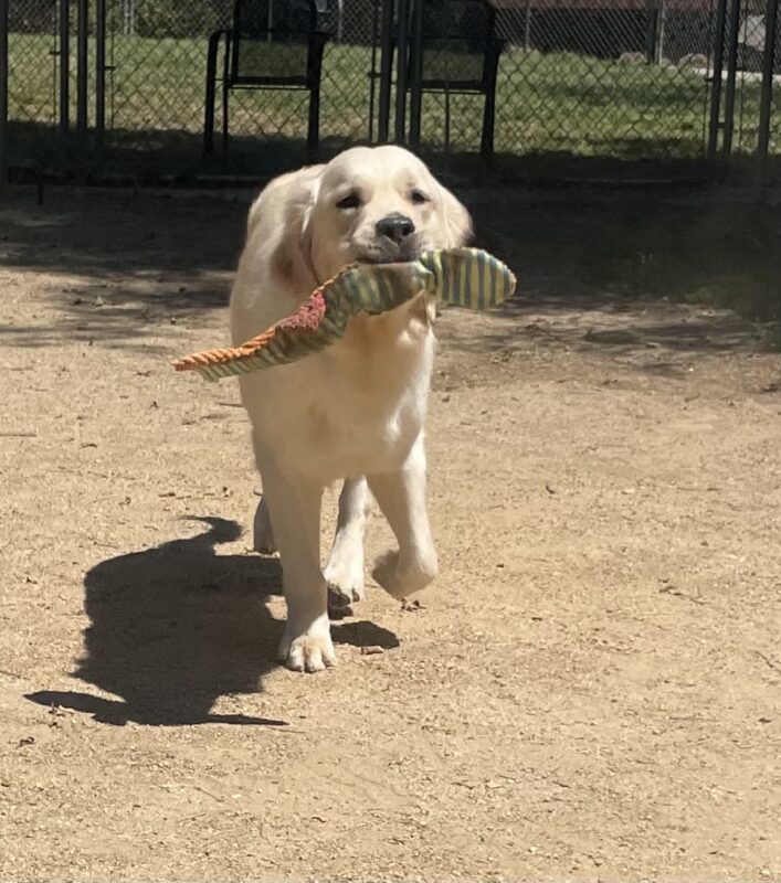 Laguna is pictured in one of our fully enclosed paddocks enjoying some off leash play time. She is trotting directly towards the camera with a soft toy in her mouth.