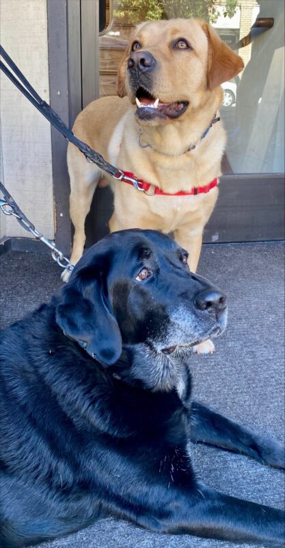Julio stands smiling behind an older black Lab lying on the floor, both dogs are on leash