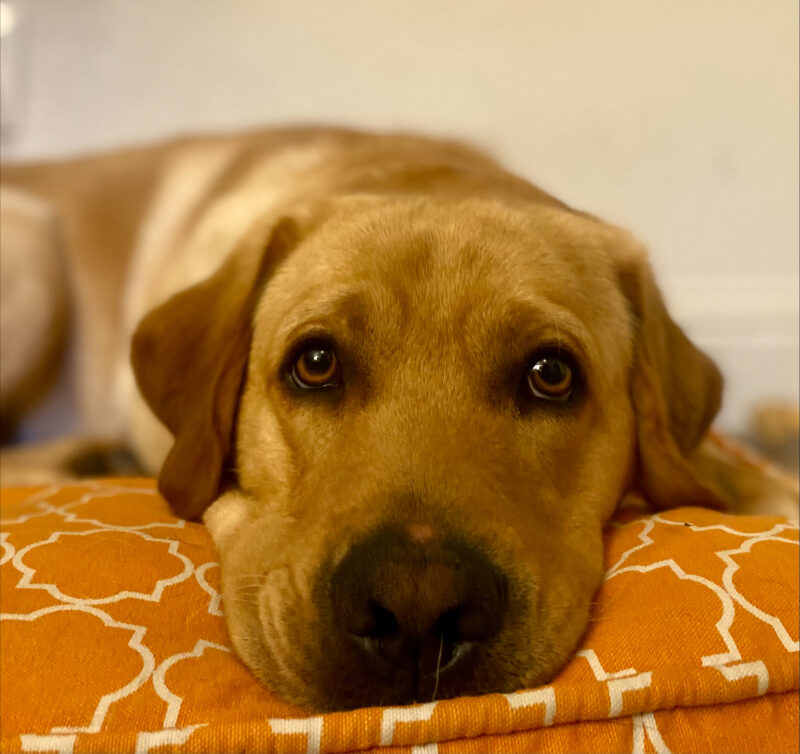 Close-up of Julio lying down and resting his head on an orange dog bed, looking sweetly at the camera