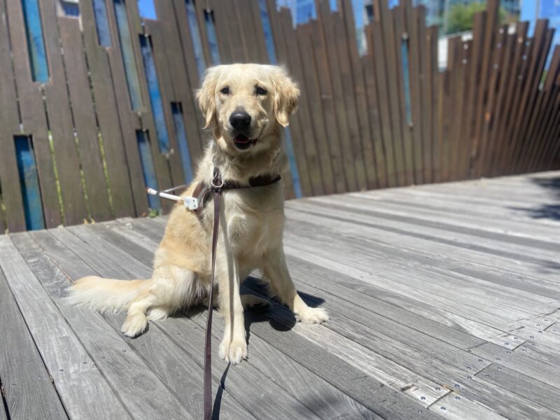 Genesis, a long coated, yellow Labrador, Golden cross, sits in harness on a boardwalk in downtown Portland. There is a wavy metal fence/structure in the background.