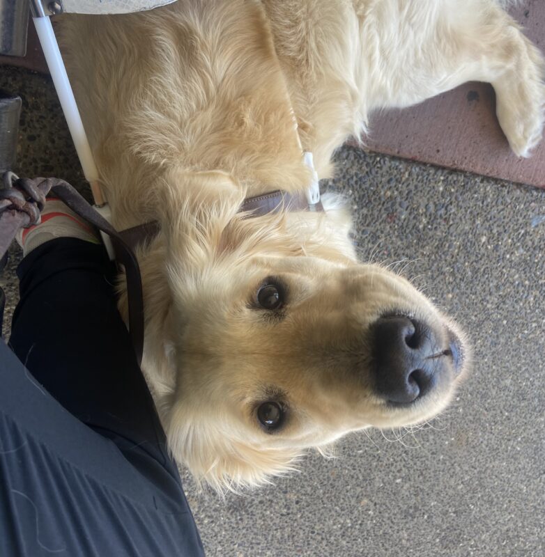 A picture from the handler's perspective looking down at Genesis while she is looking up at her instructor while settling/taking a break from guide work.