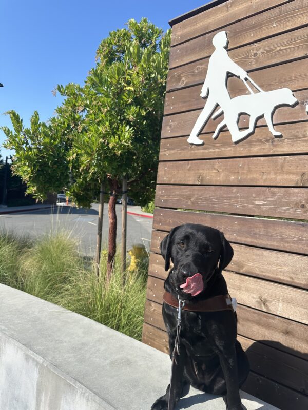 <p>Colleen sitting in harness in front of the Guide Dogs for the Blind logo.</p>