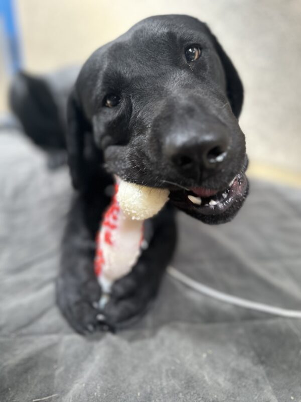 <p>Colleen on tie down chewing on a bone.</p>