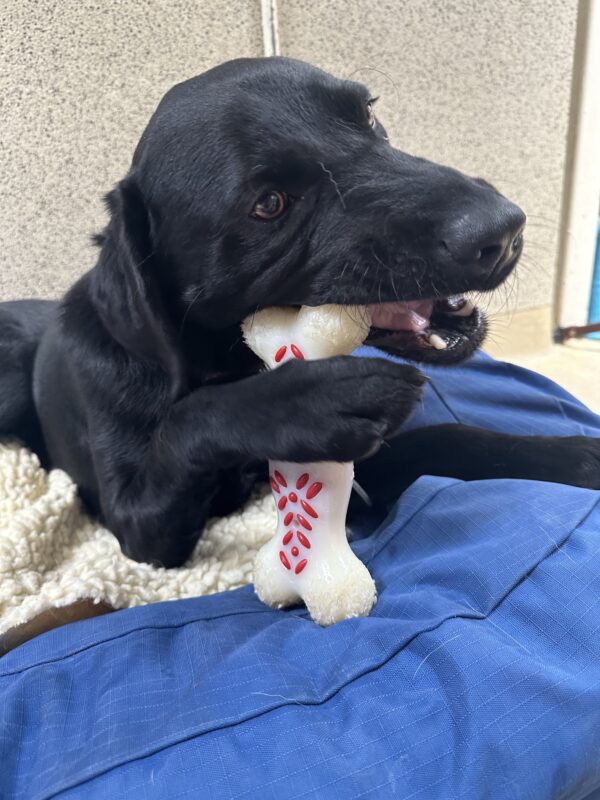 Picture of Carter lying on a dog bed chewing on a bone.