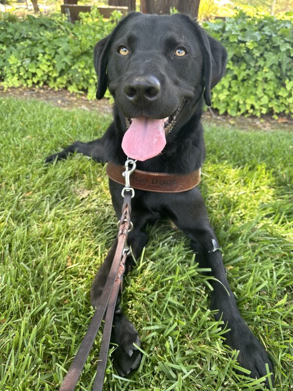 Picture of Carter lying in grass with harness on