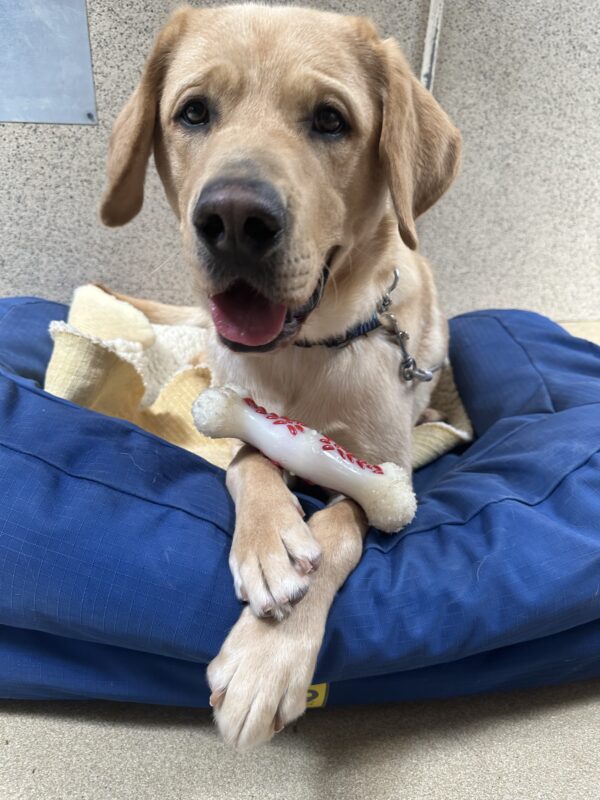 Picture of Arrow lying on a dog bed chewing on a bone.