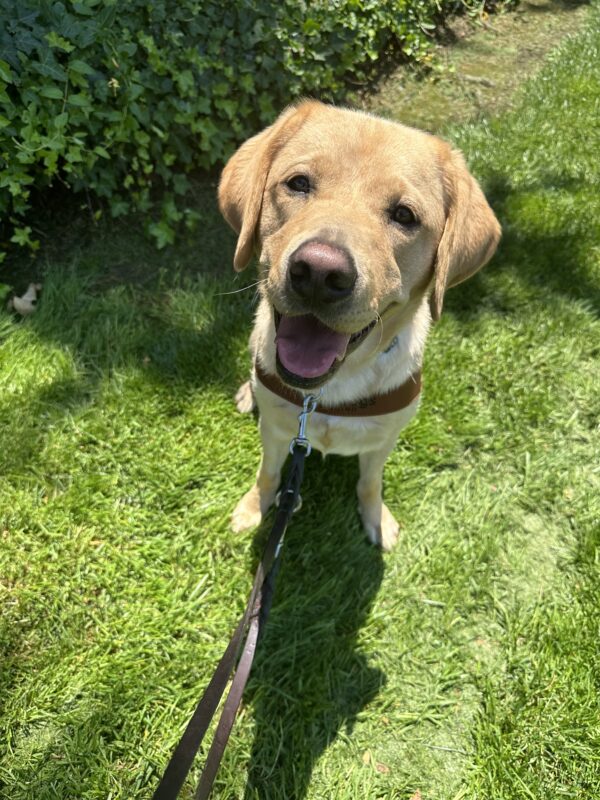 Picture of Arrow sitting on grass with harness on