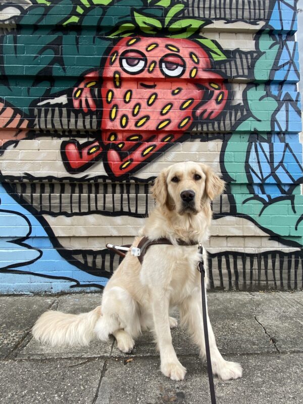 Strawberry, a yellow Labrador-Golden Retriever cross, is wearing her harness and chilling in front of a mural of a strawberry that is out front of a ice cream shop.