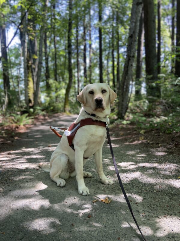 Jenna, a yellow Labrador Retriever, is sitting in harness looking at the camera while sitting on a gravel trail surrounded by green shrubbery and trees.