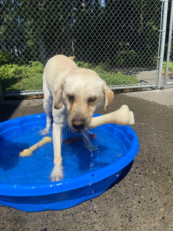 Action shot of Jenna diving for bones while playing in the pool on a hot summer day in community run.